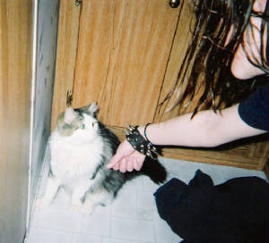 CatSpikes.jpg